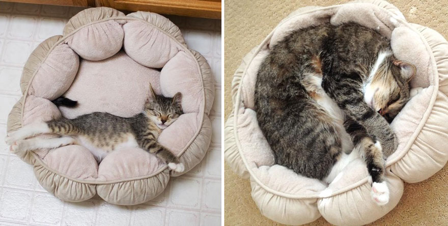 25 Fotos del antes y después de gatos creciendo