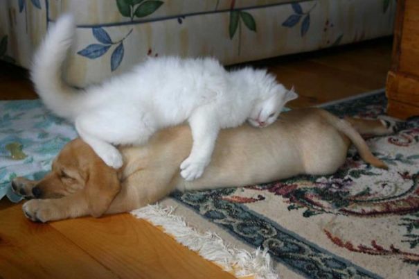 gatos-durmiendo-sobre-perros (1)