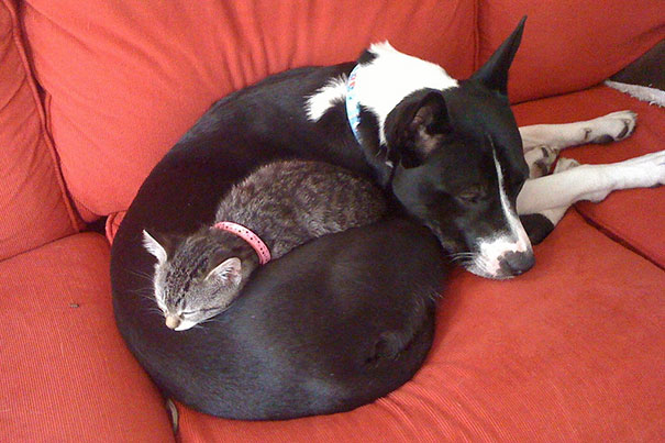 gatos-durmiendo-sobre-perros (10)