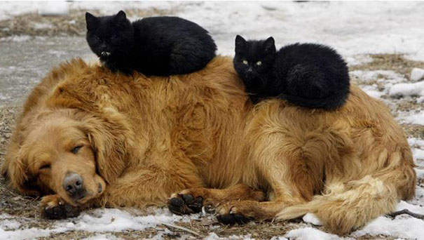 gatos-durmiendo-sobre-perros (16)