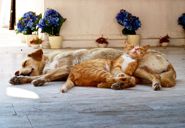 gatos-durmiendo-sobre-perros (17)
