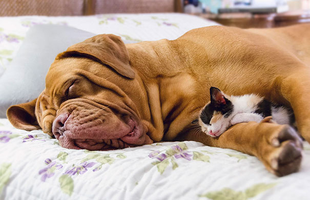 21 Gatos que prefieren usar a los perros como almohadas