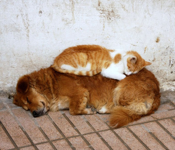 gatos-durmiendo-sobre-perros (19)