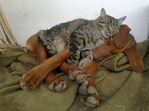 gatos-durmiendo-sobre-perros (21)