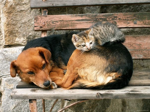 21 Gatos que prefieren usar a los perros como almohadas