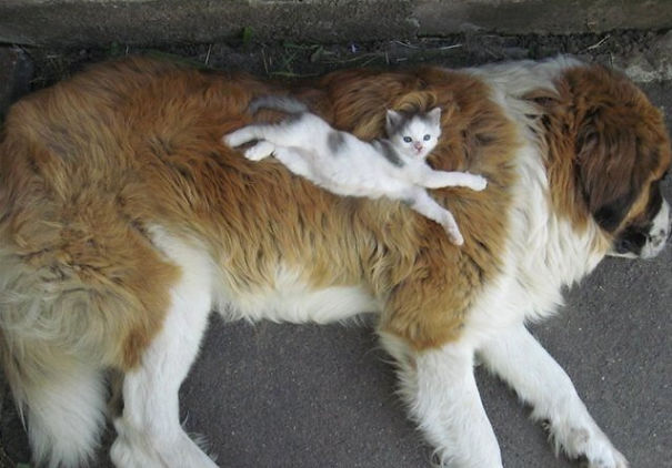 gatos-durmiendo-sobre-perros (4)