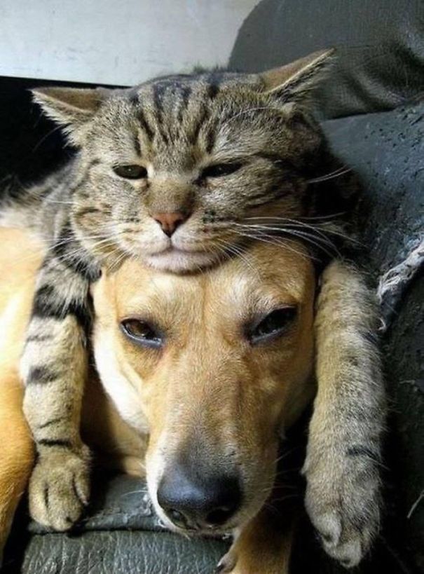 gatos-durmiendo-sobre-perros (7)