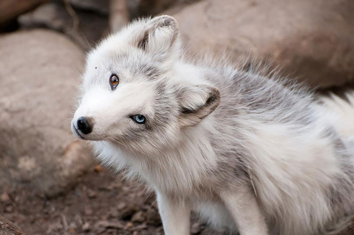 20 Animales inusualmente bonitos con ojos de distinto color