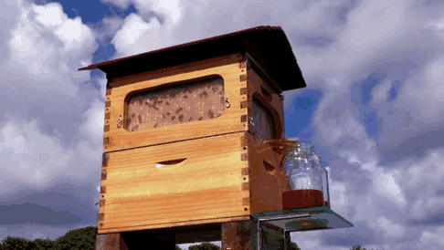 Un nuevo modelo de colmena permite recolectar miel automáticamente sin molestar a las abejas