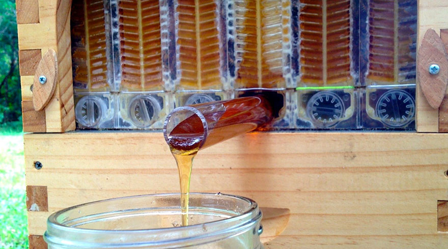 Un nuevo modelo de colmena permite recolectar miel automáticamente sin molestar a las abejas