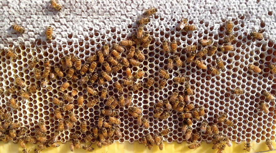 nueva-colmena-apicultura-miel-grifo-stuart-cedar-anderson (6)