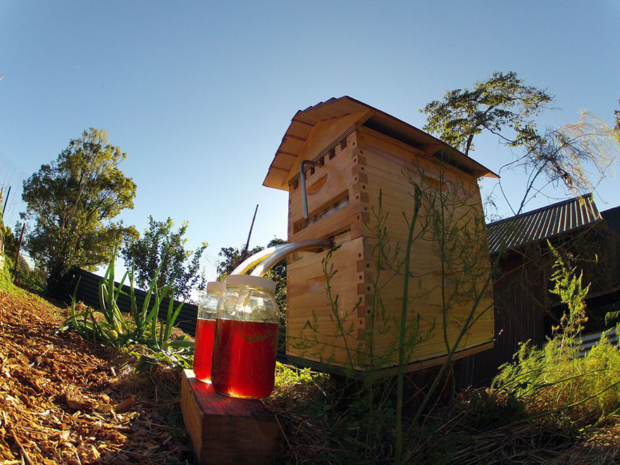 nueva-colmena-apicultura-miel-grifo-stuart-cedar-anderson (7)
