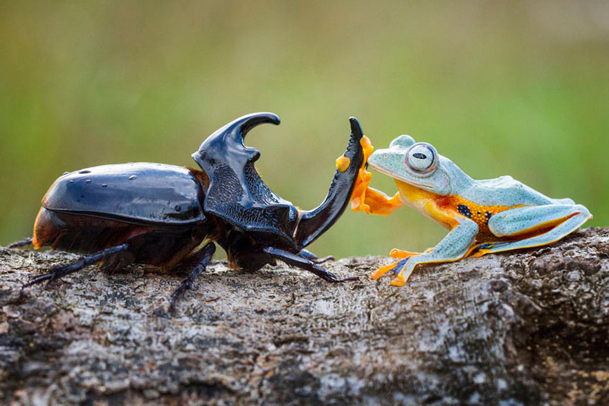 El rodeo más pequeño del mundo: una rana cabalgando un escarabajo