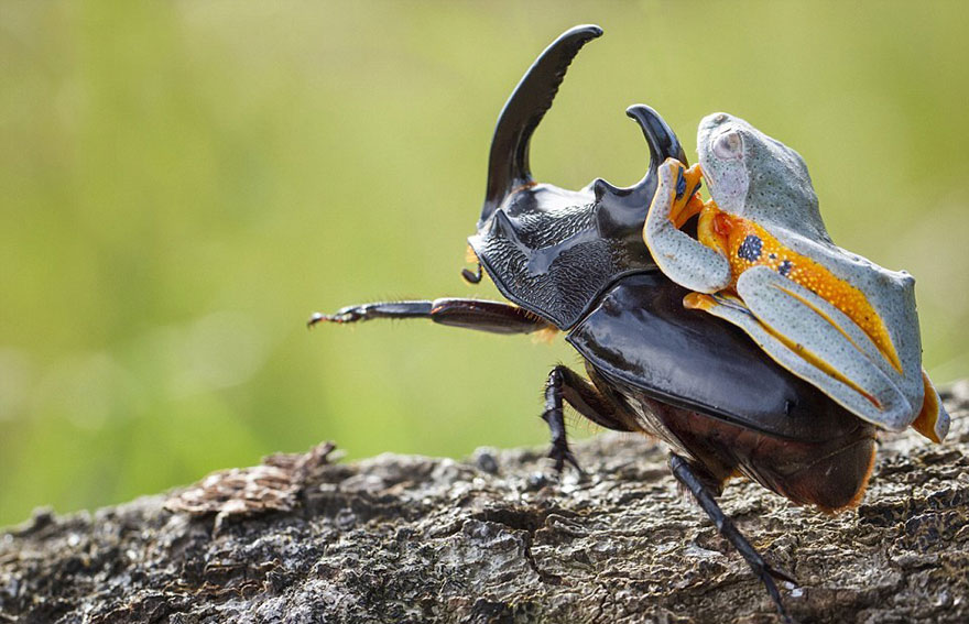 rana-cabalgando-escarabajo-hendy-mp-indonesia (3)