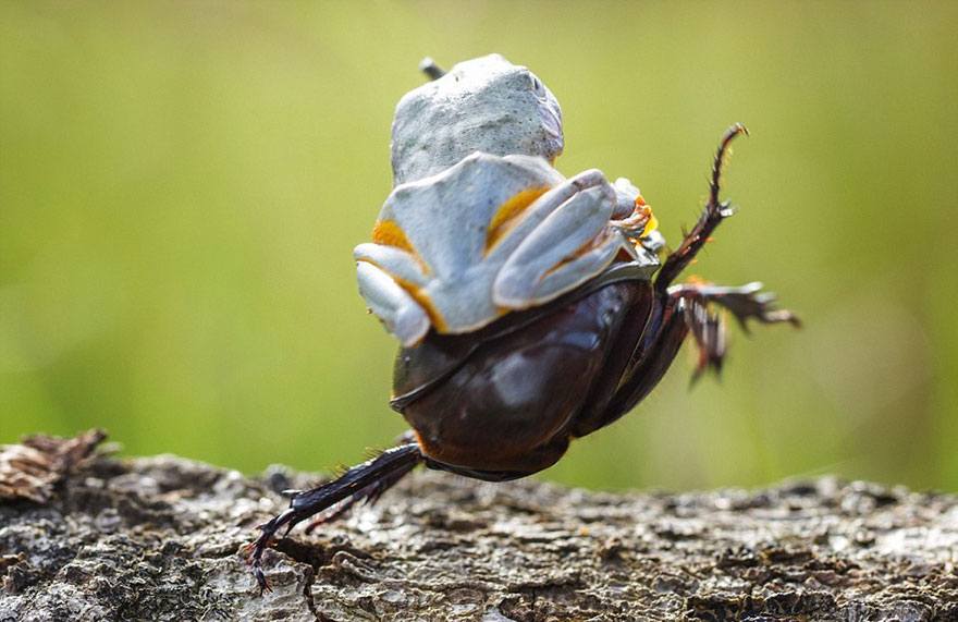 rana-cabalgando-escarabajo-hendy-mp-indonesia (4)