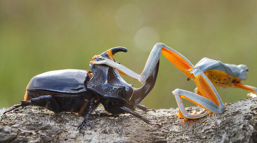 rana-cabalgando-escarabajo-hendy-mp-indonesia (5)