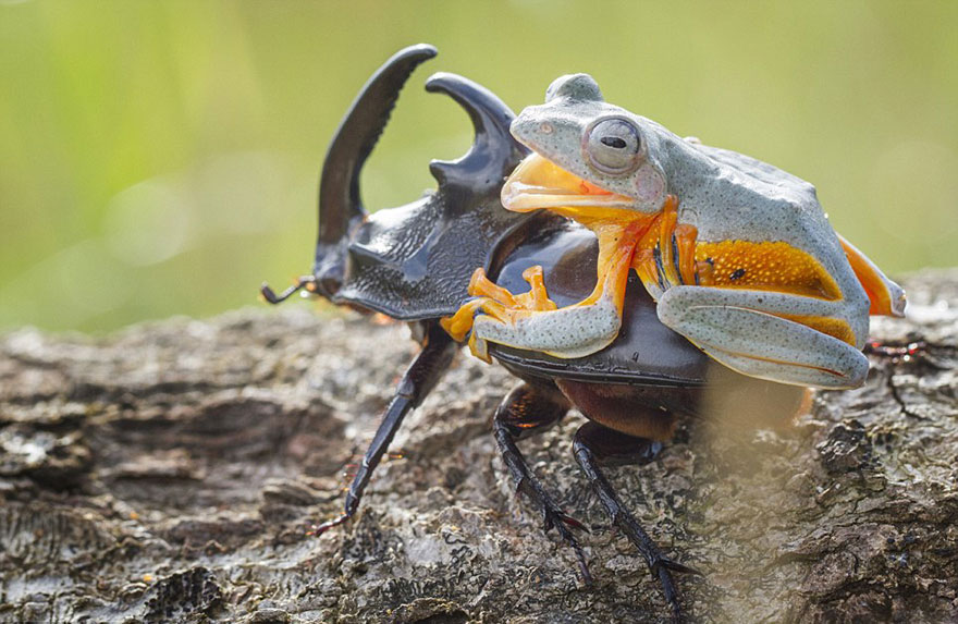 El rodeo más pequeño del mundo: una rana cabalgando un escarabajo