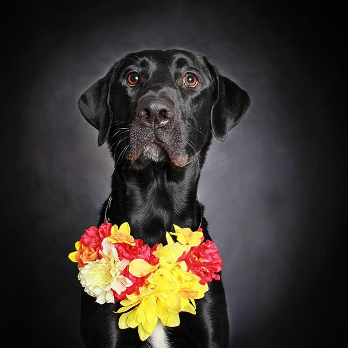 retratos-perros-negros-adopcion-guinnevere-shuster (2)