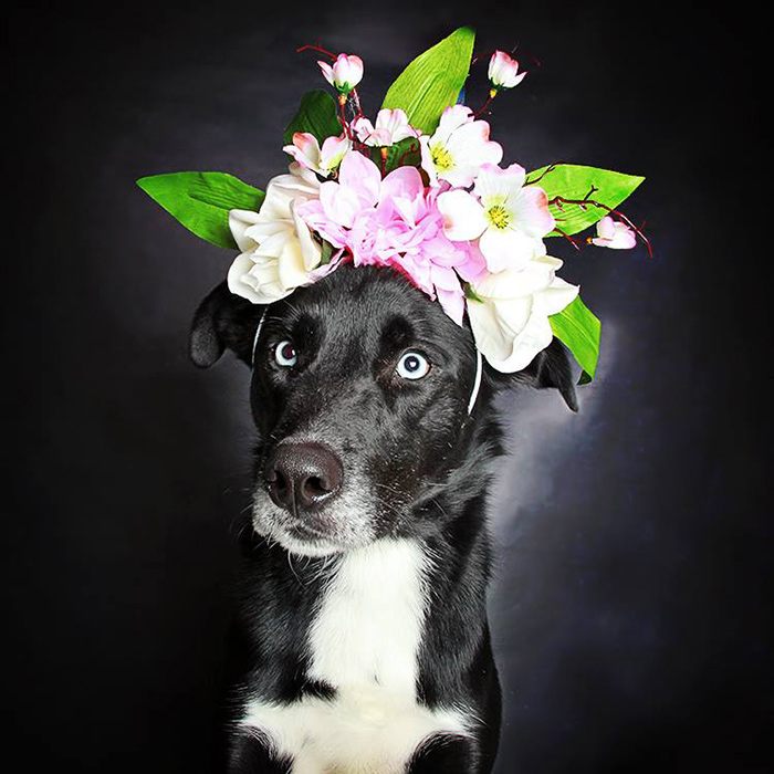 retratos-perros-negros-adopcion-guinnevere-shuster (3)