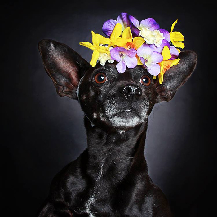 Preciosos retratos de perros negros para ayudar a que sean adoptados