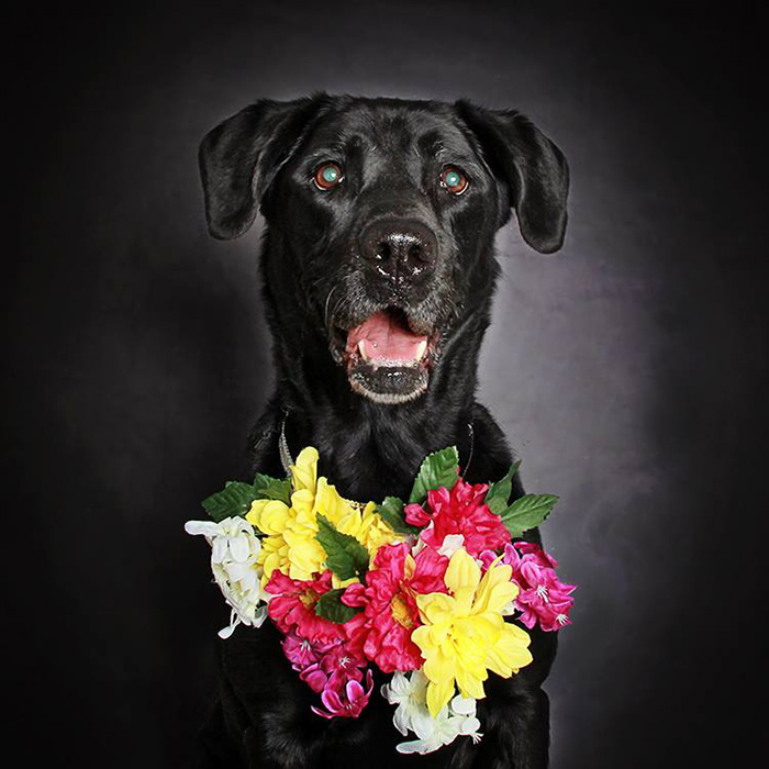 Preciosos retratos de perros negros para ayudar a que sean adoptados