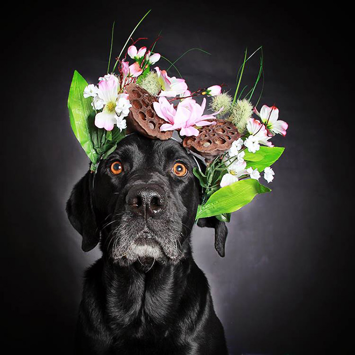 retratos-perros-negros-adopcion-guinnevere-shuster (8)