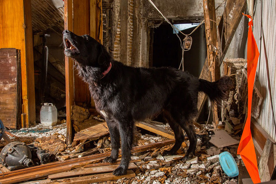 Este fotógrafo retrata a los perros más trabajadores del mundo