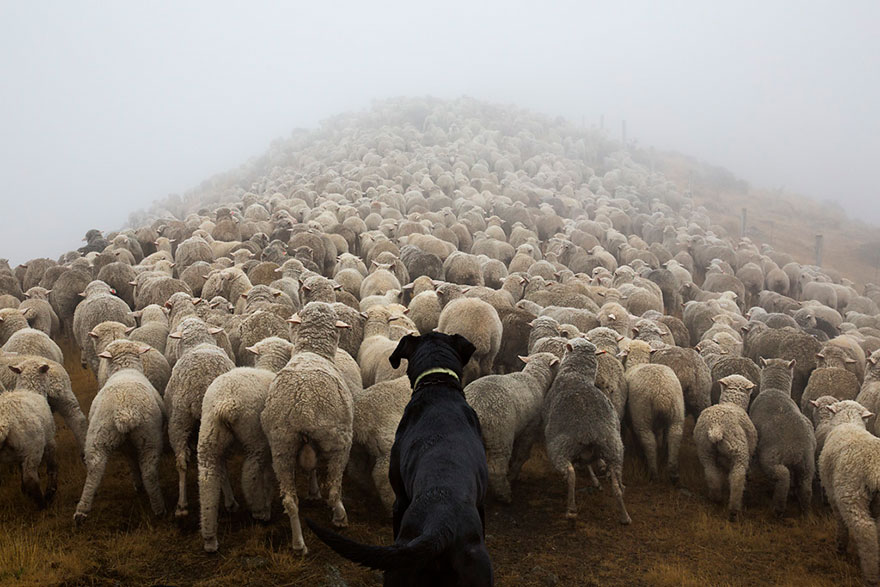 Este fotógrafo retrata a los perros más trabajadores del mundo