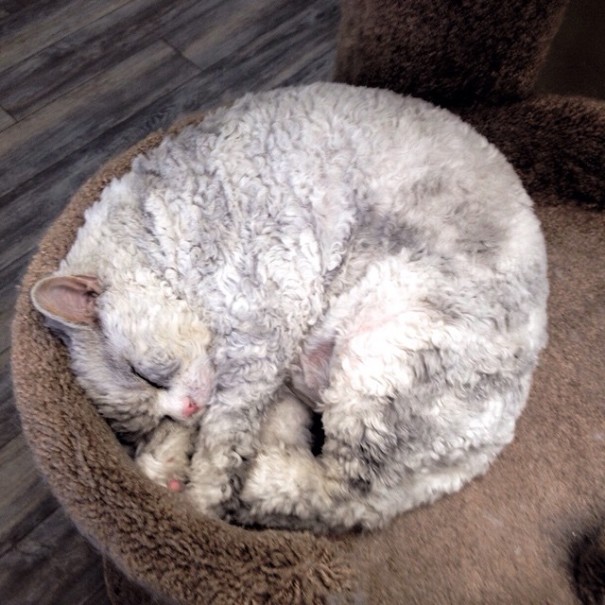 Este es Albert, un gato - oveja con cara de mala leche