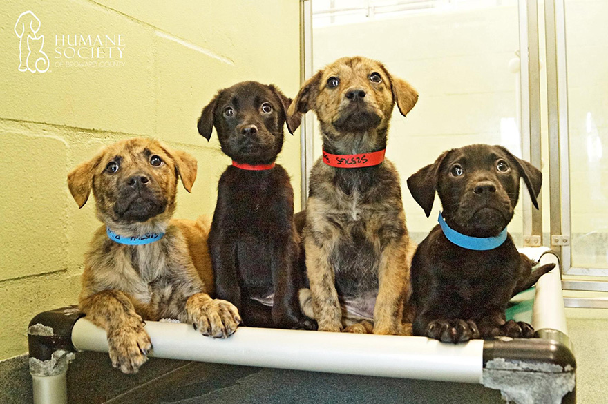 Este refugio de animales ofrece reparto de mascotas a oficinas para reducir el estrés y ayudar en su adopción