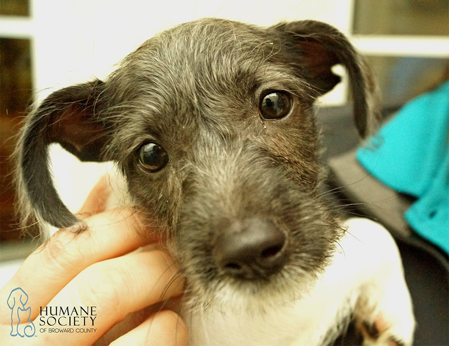 Este refugio de animales ofrece reparto de mascotas a oficinas para reducir el estrés y ayudar en su adopción