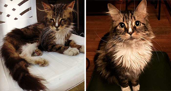 20 Fotos elocuentes que muestran a gatos rescatados de la muerte