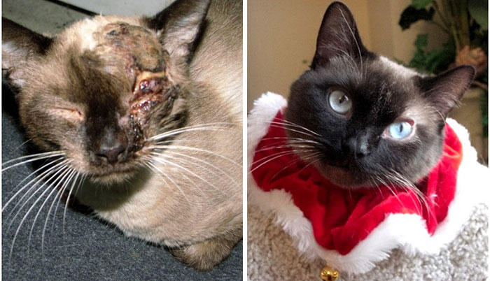 20 Fotos elocuentes que muestran a gatos rescatados de la muerte