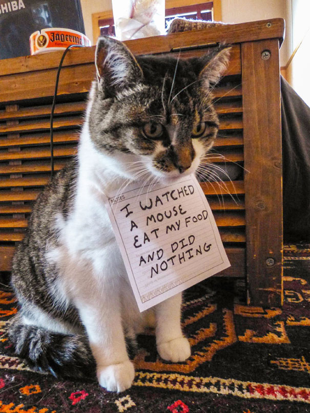 20 Gatos malos siendo avergonzados por sus crímenes