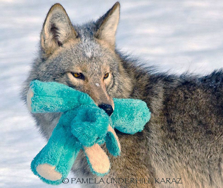 Este coyote encuentra un juguete y demuestra que los animales salvajes son tan juguetones como las mascotas