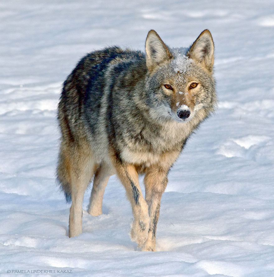 Este coyote encuentra un juguete y demuestra que los animales salvajes son tan juguetones como las mascotas