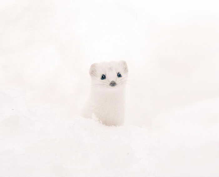 La isla japonesa de Hokkaido es el hogar de estos 7 animales adorables