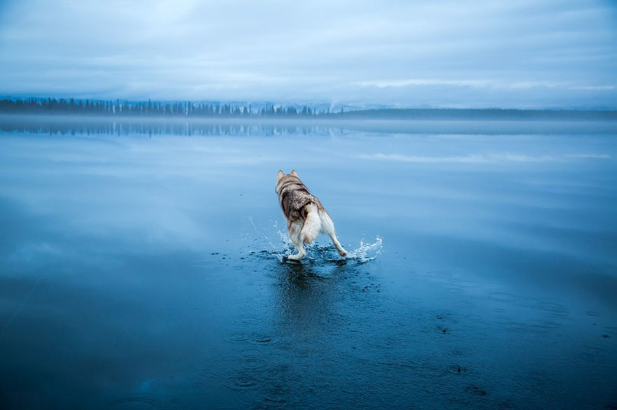 Mágicas fotos de perros husky jugando sobre un lago helado en el Círculo Polar Ártico