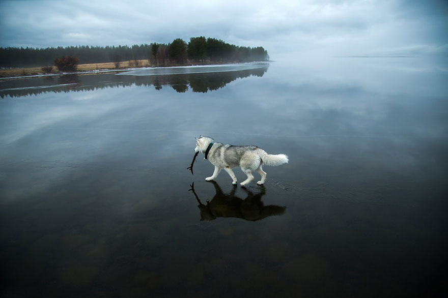 Mágicas fotos de perros husky jugando sobre un lago helado en el Círculo Polar Ártico