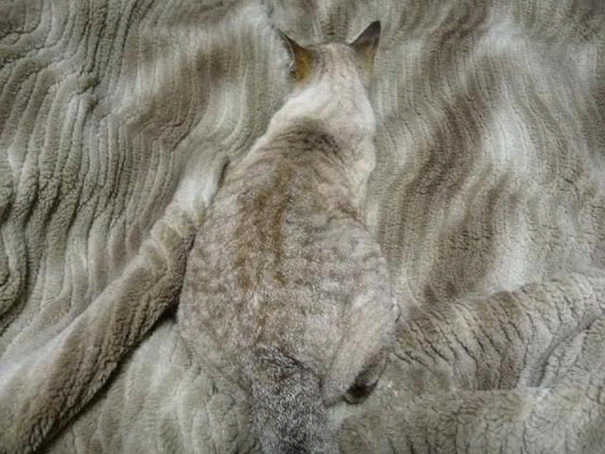 gatos-camuflados (14)