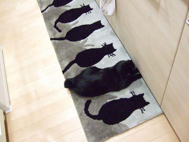 gatos-camuflados (16)