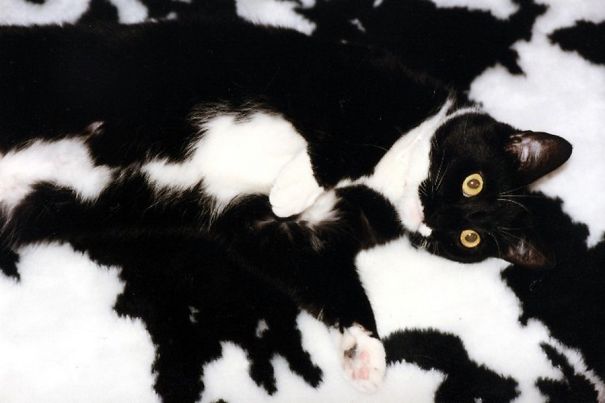 25 Gatos camuflados que siempre ganan al escondite