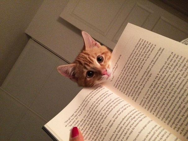 gatos-contra-lectura (1)