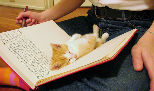 gatos-contra-lectura (11)