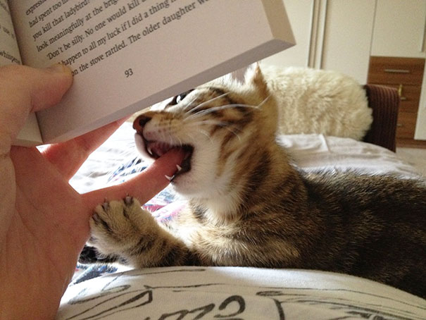 gatos-contra-lectura (23)