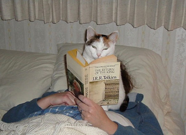 gatos-contra-lectura (24)