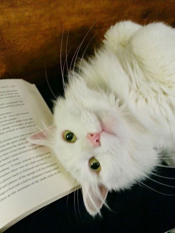 gatos-contra-lectura (5)