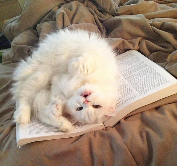 gatos-contra-lectura (6)