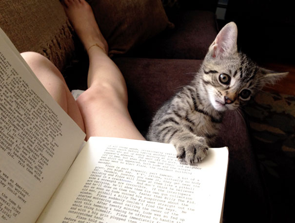 20 Gatos que necesitan tu atención justo cuando empiezas a leer