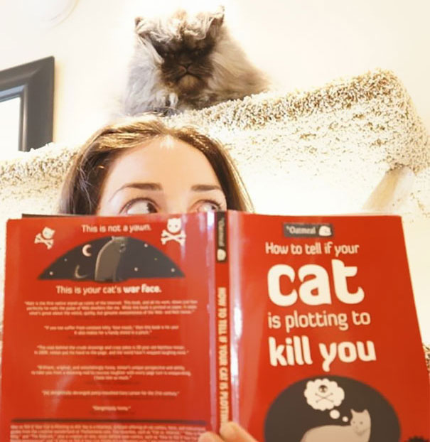 25 Gatos que planean tu muerte en secreto